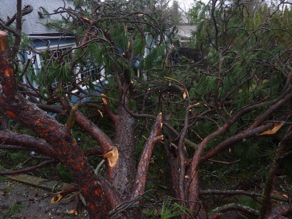 Tree Falls On House In Ashland, Oregon